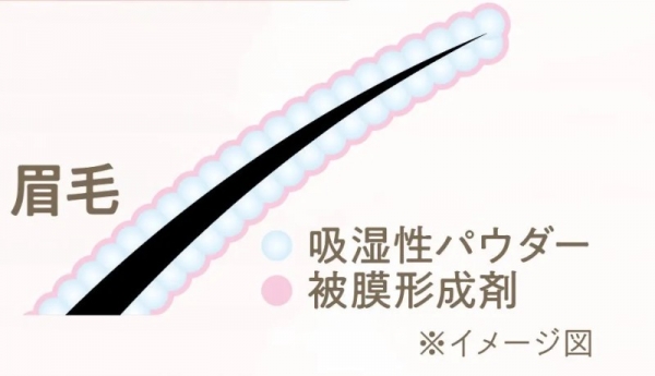 眉毛のイラスト。吸湿性パウダーと被膜形成剤のイメージ図。